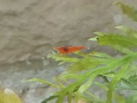 Donne crevettes 0 76740 Saint-aubin-sur-mer