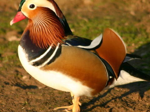 Canards d'ornements carolin, mandarin, sarcelles 60 08090 Montcy-notre-dame