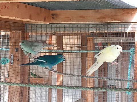 Perruche kakariki m&acirc;le et femelle bagu&eacute; 2025 40 35360 Boisgervilly