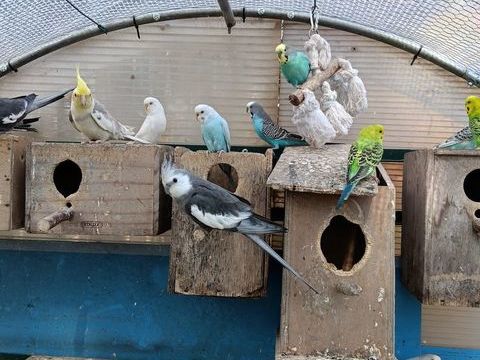 perruche ondul&eacute;e 10 euros pieces &eacute;lev&eacute; en voliere 10 89150 Saint-val�rien
