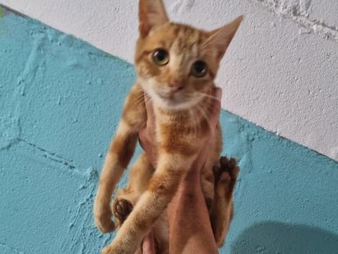 BOBB 180 27620 Gasny