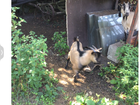 Jeune bouc 65 45800 Saint-jean-de-braye