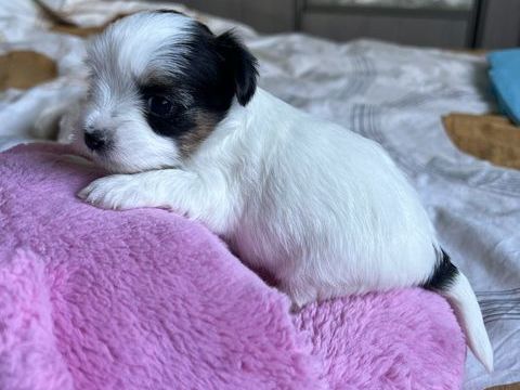 Yorkshire terrier 1600 29000 Quimper