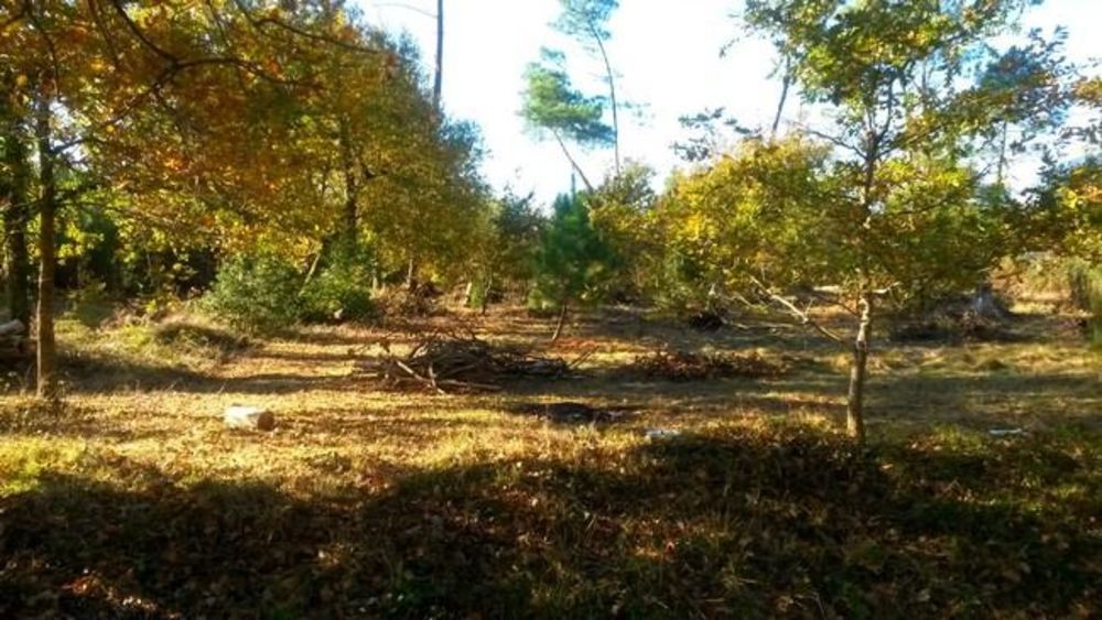 Maisons neuves   Audenge (33980)