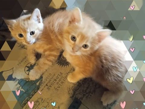 Donne chats roux 0 11170 Villespy