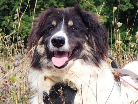 Alfred à l'adoption 300 21000 Dijon