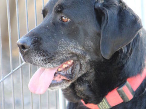 PIN, Merveilleuse M&acirc;tine Espagnole. Une vraie cr&egrave;me ! (ok chat) 315 24140 Douville