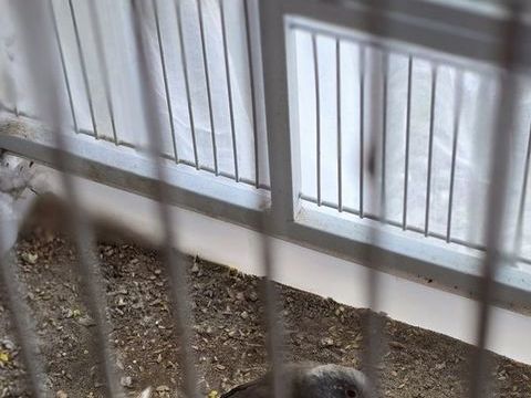 Femelle colombe diamant 10 44400 Rez�