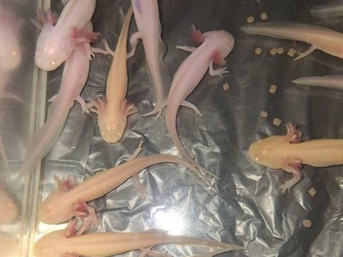 Axolotl 10 69300 Caluire-et-cuire