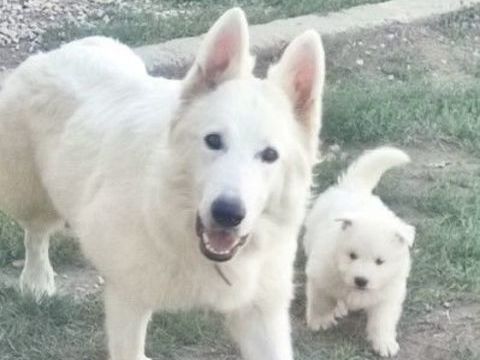 Chiots berger blanc suisse LOF 1600 26250 Livron-sur-dr�me