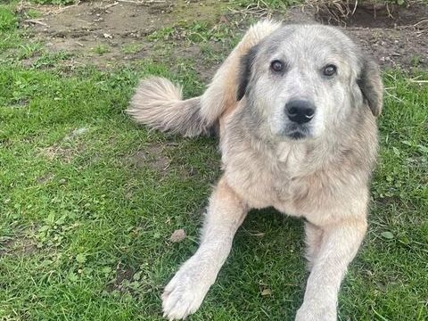 SVESKA crois&eacute;e de 7 ans 200 62580 Willerval