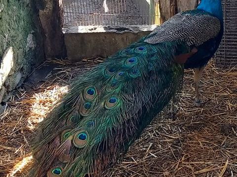 Jeune paon bleu m&acirc;le 45 49370 Saint-cl�ment-de-la-place