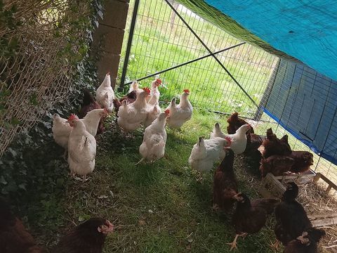 poules pondeuses 8 77515 Saint-augustin