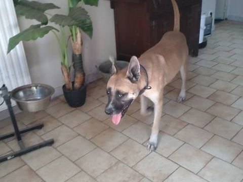 CROC, gentil croisé Malinois à adopter via l'association UMA 350 44170 Abbaretz