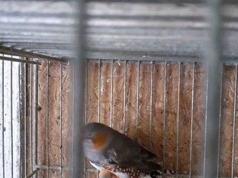 Diamants mandarin   de 2024 epp 8 22380 Notre dame du guildo