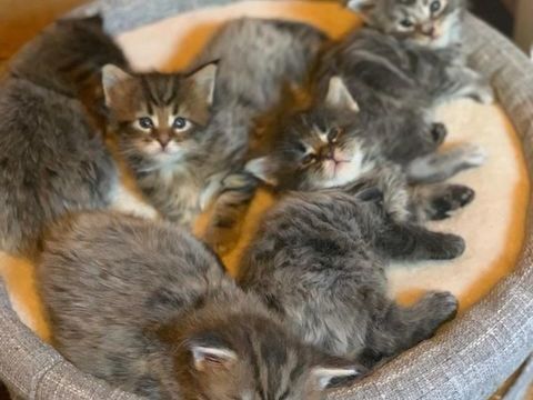 Vends "&nbsp;Maine Coon&nbsp;" LOOF 1500 41600 Chaon
