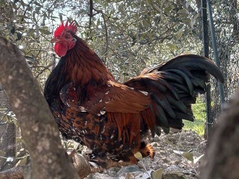 Coq p&eacute;quin crois&eacute;e 0 83440 Fayence