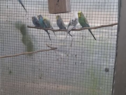 Perruches ondul&eacute;es 10 85360 La tranche-sur-mer