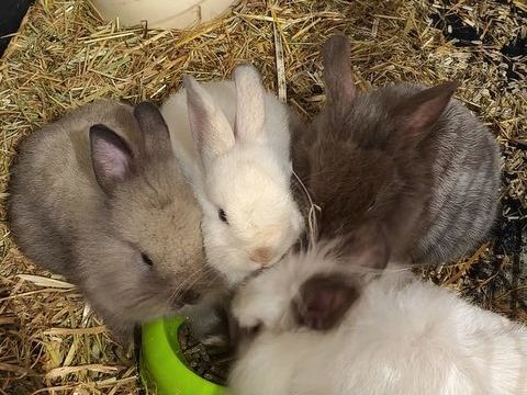 Lapins &agrave; donner gratuitement
0 93600 Aulnay-sous-bois