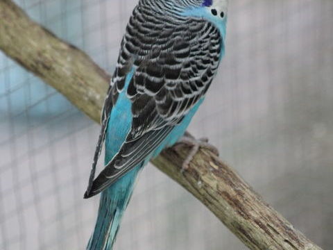 Perruches ondul&eacute;es 10 44130 Notre-dame-des-landes