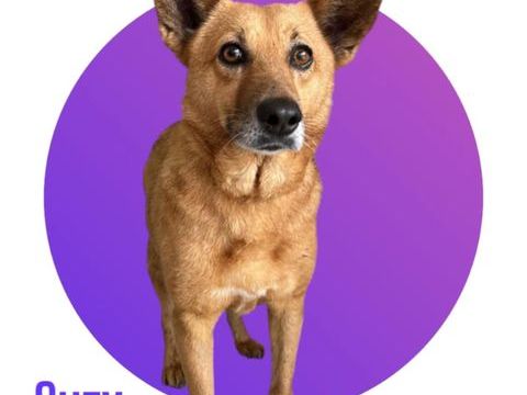 SUZY, 5 ans estim&eacute;s, 15 kg, une cr&egrave;me &agrave; l'adoption 💖 300 28250 Senonches