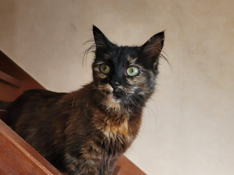 Chewby 200 44000 Nantes