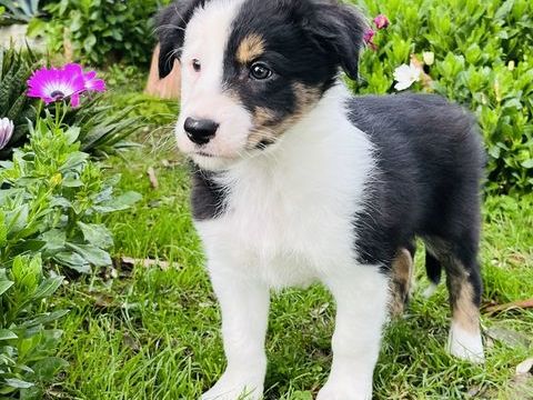 Superbes Chiots Border Collie 700 64240 Hasparren