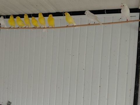 Canaris couleurs 15 40140 Soustons