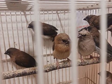 Moineaux du japon 15 93160 Noisy-le-grand