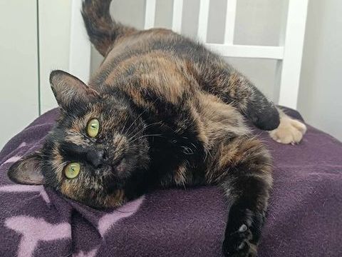 NINA 200 69150 Dcines-charpieu