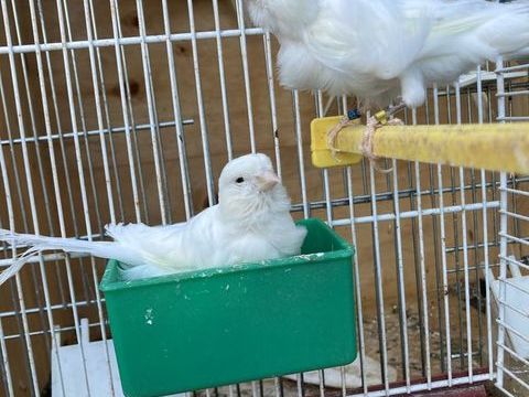 couple de canaris frisé du nord 30 16260 Chasseneuil-sur-bonnieure