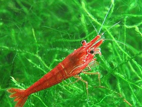 Crevettes Red Cherry 0 85130 La gaubreti�re