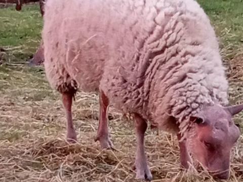 1 agneau m&acirc;le rouge de l'ouest de 15 mois 400 14410 Presles