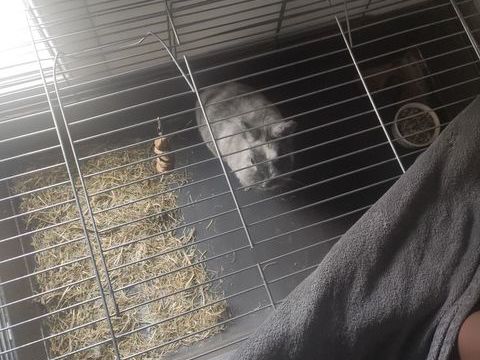 Lapin angora 50 93190 Livry-gargan