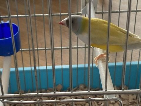 Diamants de gould m&acirc;le 55 80135 Saint-riquier