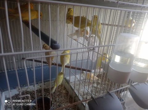 Canaris de l'année 0 15500 La chapelle-laurent