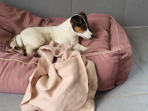 Chiot jack russel 500 02540 Viels-maisons