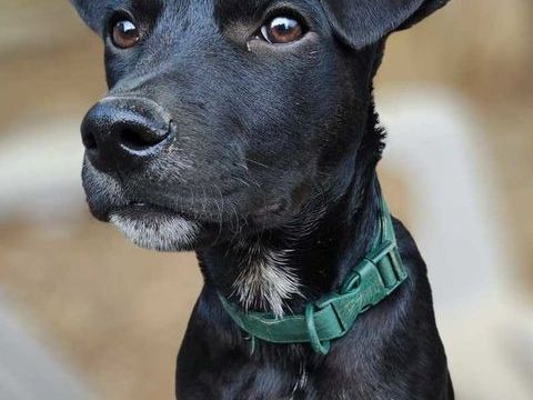 Stormy, m&acirc;le, berger cr&eacute;ole, n&eacute; le 15/11/2025 300 44000 Nantes