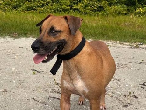 Soly, femelle X croiser berger, n&eacute;e le 01/05/2024 380 94000 Cr�teil