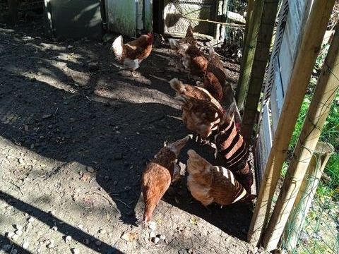 Poules pondeuses 4 11170 Villespy