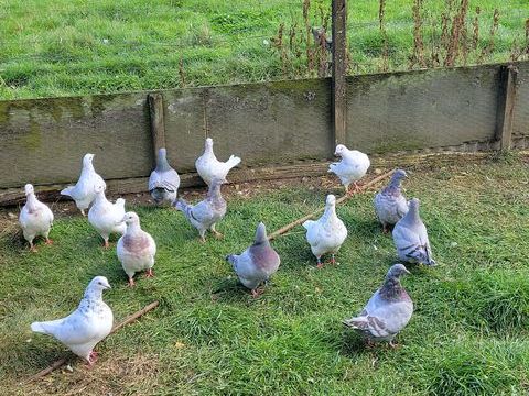 Pigeon texan 12 49640 Morannes