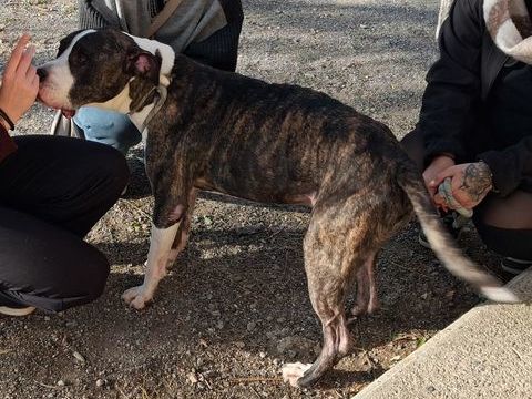 AGNEAU, type boxer terrier, 10 ans SAUVETAGE 200 34500 B�ziers