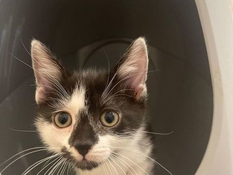 Fenouil 190 59000 Lille