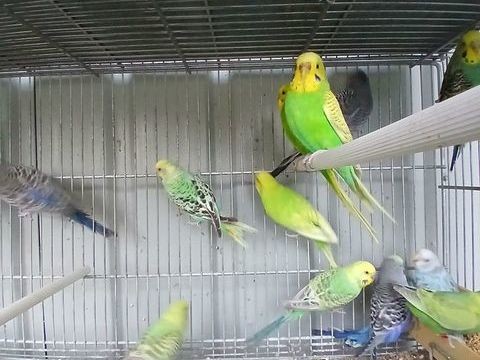 Perruches ondul&eacute;es 10 44150 Ancenis