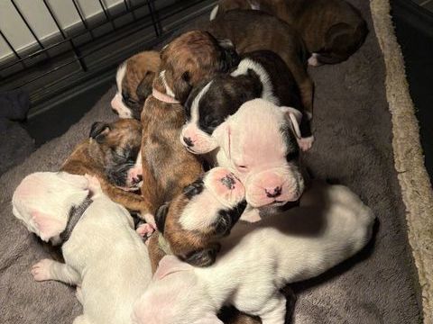 Chiots boxer 0 14170 Saint-pierre-sur-dives