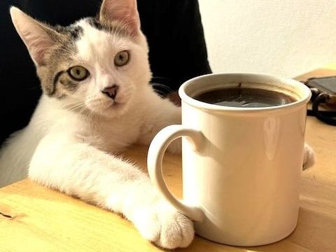 MEMPHIS CHATON BLANC MARQUES NOIRES 6 MOIS 225 92260 Fontenay-aux-roses