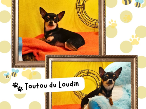 Chiot chihuahua m&acirc;le poils courts 800 18140 Pr�cy