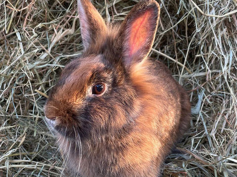 Lapines t&ecirc;tes de lion 25 60420 Saint-martin-aux-bois