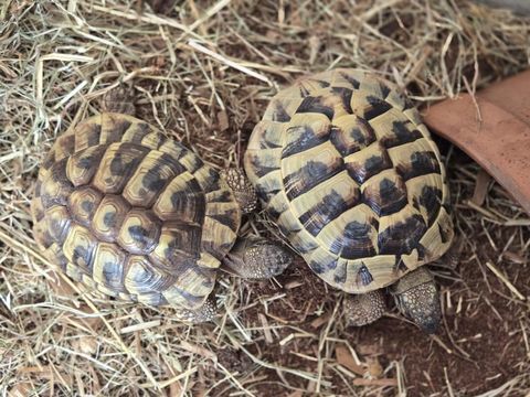 Tortues 4/5 ans environs 0 07500 Guilherand-granges