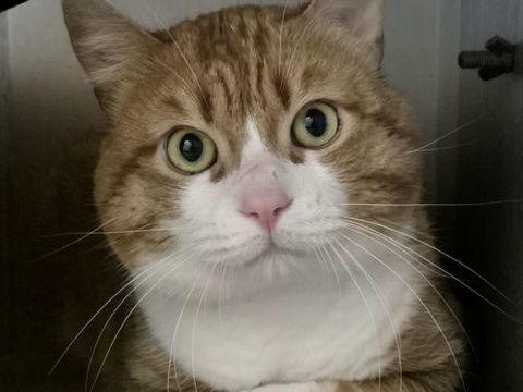 VOLDEMORT 200 26700 Pierrelatte